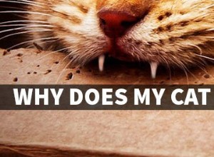 Proč mě moje kočka kousne?