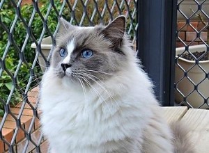 Zimba – Ragdoll van de week