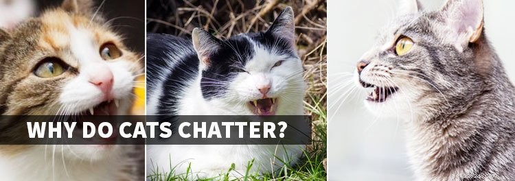 Katt gör klickande ljud – varför chattar katter?