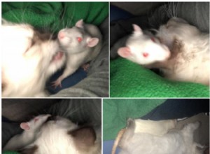 고양이와 쥐:독자 공유 🐀 🐈