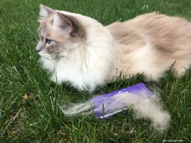 Furminator처럼 잘리지 않는 털갈이를 위한 최고의 고양이 브러시 – Equigroomer