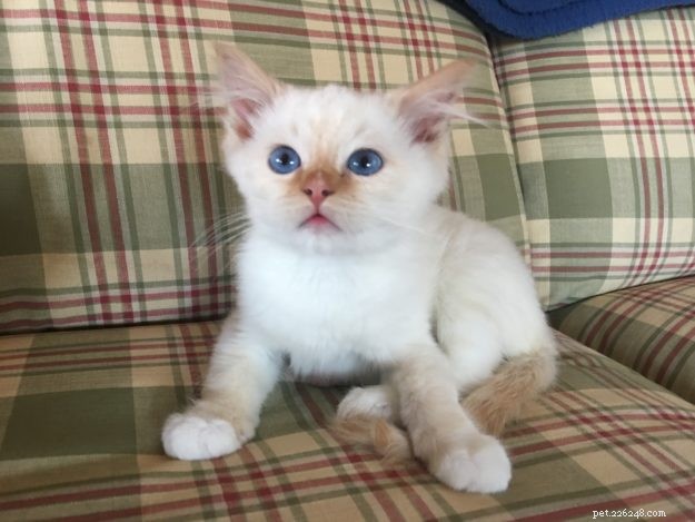 Everett – Ragdoll Kitten of the Month