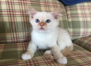 Everett – Ragdoll Kitten of the Month