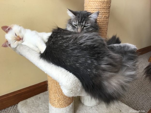 Everett – kotě ragdoll měsíce měsíce