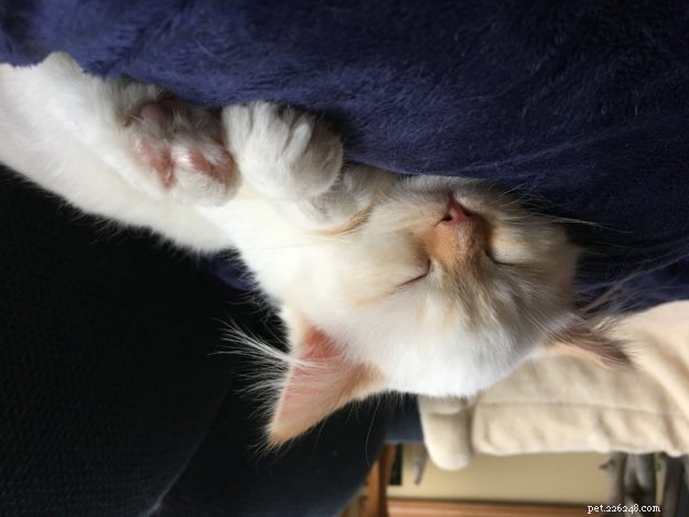 Everett – kotě ragdoll měsíce měsíce