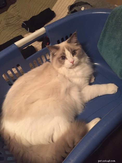 세탁 바구니에 담긴 랙돌 고양이 사진
