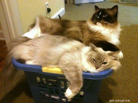 Изображения кошек породы Рэгдолл в корзинах для белья