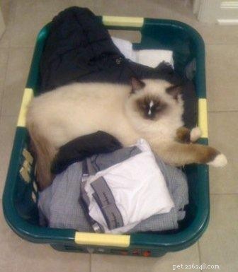 Fotos de gatos Ragdoll em cestas de lavanderia
