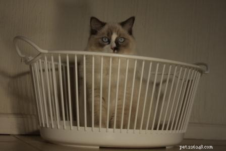 ランドリーバスケットのラグドール猫の写真 