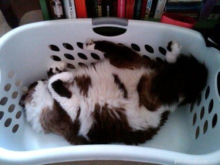 Foto s van Ragdoll-katten in wasmanden