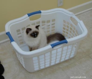 Bilder på Ragdoll-katter i tvättkorgar