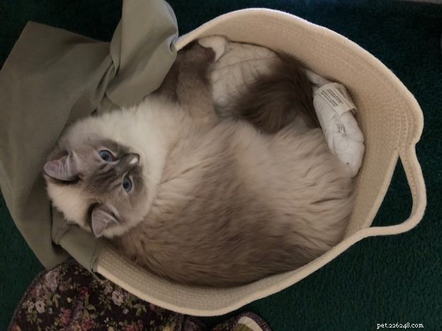 Изображения кошек породы Рэгдолл в корзинах для белья