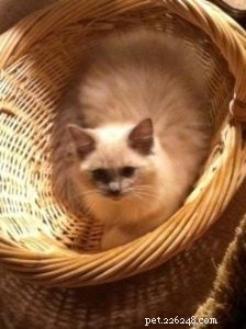 Photos de chats Ragdoll dans des paniers à linge
