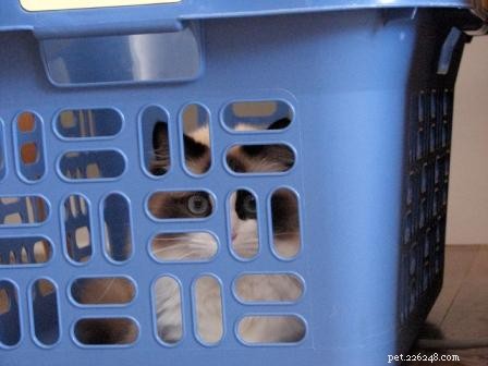 Immagini di gatti Ragdoll nei cestini della biancheria