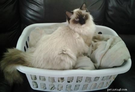 ランドリーバスケットのラグドール猫の写真 
