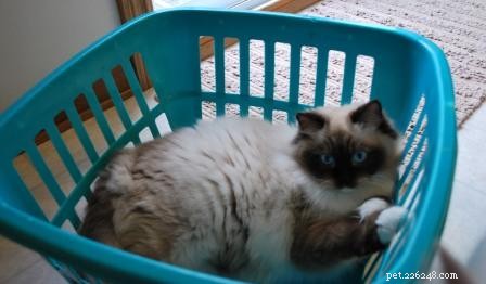 세탁 바구니에 담긴 랙돌 고양이 사진