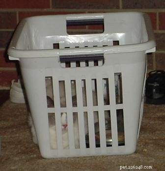Obrázky koček Ragdoll v prádelních koších