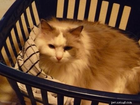 Bilder på Ragdoll-katter i tvättkorgar