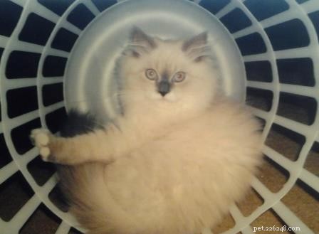 Photos de chats Ragdoll dans des paniers à linge
