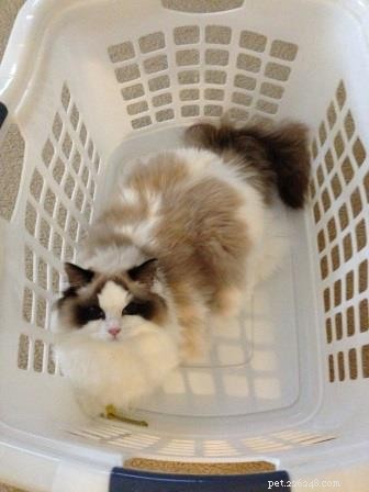 Obrázky koček Ragdoll v prádelních koších