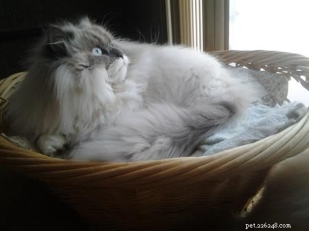 Fotos de gatos Ragdoll em cestas de lavanderia