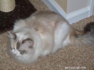Wat is een Flame Point Ragdoll Cat?