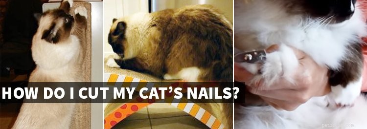 Kattenklauwen knippen – Hoe kattennagels knippen?
