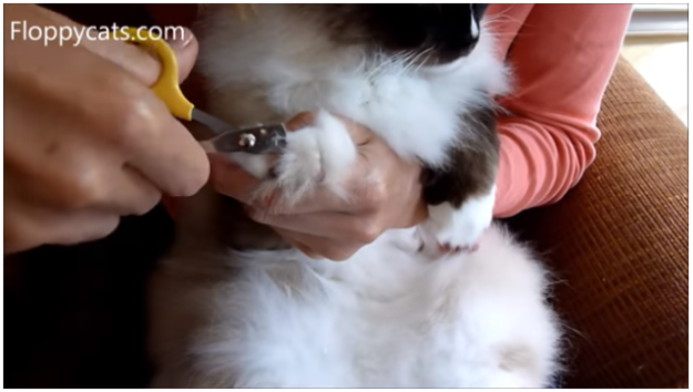 Tagliare gli artigli di gatto:come tagliare le unghie di gatto?