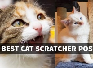 오늘날 최고의 고양이 스크래치 게시물