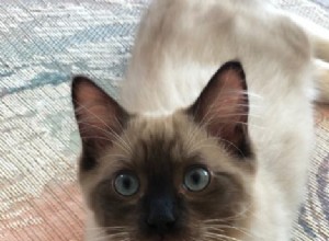 Джакку – Рэгдолл котенок месяца