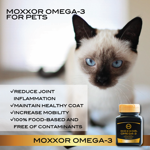 Fördelarna med Omega-3 hos katter