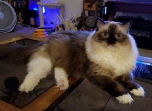 Vreugde – Ragdoll van de Week