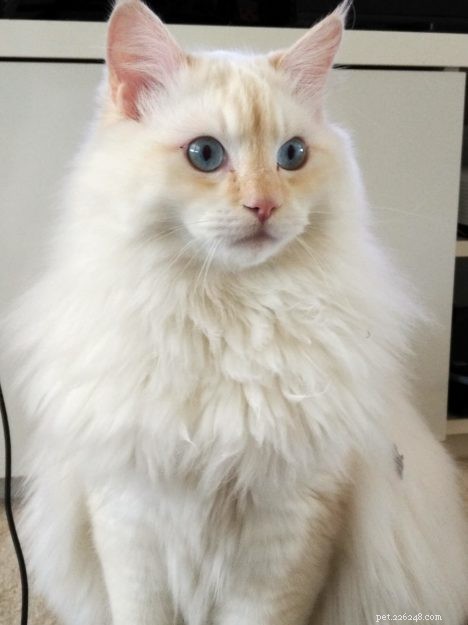 봉제 인형 고양이의 다양한 색상은 무엇입니까?
