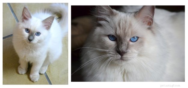 Vilka är de olika färgerna på Ragdoll Cats?