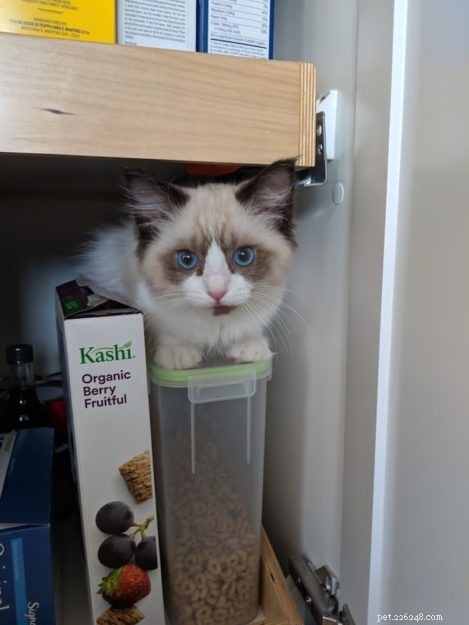 ココナッツ–今月のラグドール子猫