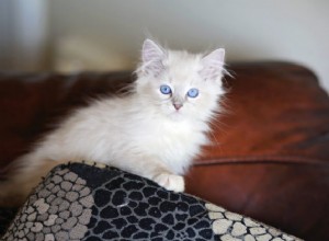 Memphis – Ragdoll van de week