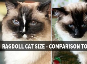 Ragdoll kattenmaat – vergelijking met andere kattenrassen