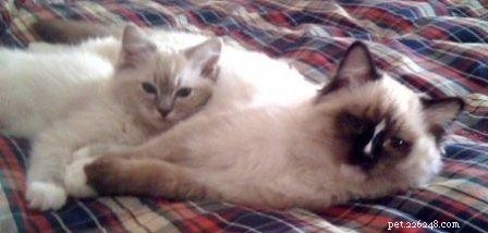 Tamanho do gato Ragdoll – Comparação com outras raças de gatos