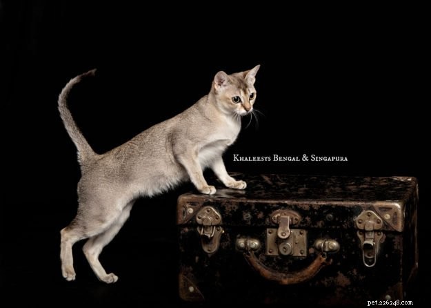 Tamanho do gato Ragdoll – Comparação com outras raças de gatos