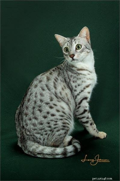 Ragdoll kattenmaat – vergelijking met andere kattenrassen