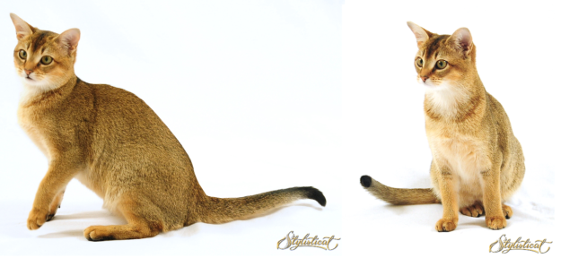 Velikost ragdollů – srovnání s jinými plemeny koček