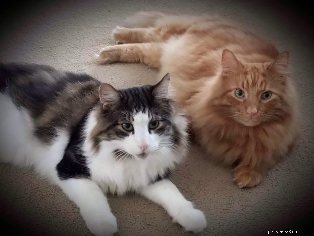 ラグドール猫のサイズ–他の猫の品種との比較 