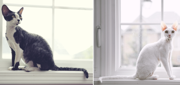 랙돌 고양이 크기 – 다른 고양이 품종과의 비교