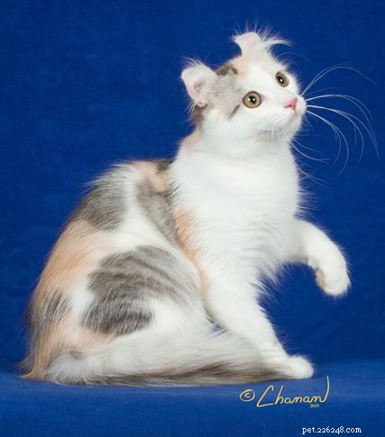 ラグドール猫のサイズ–他の猫の品種との比較 