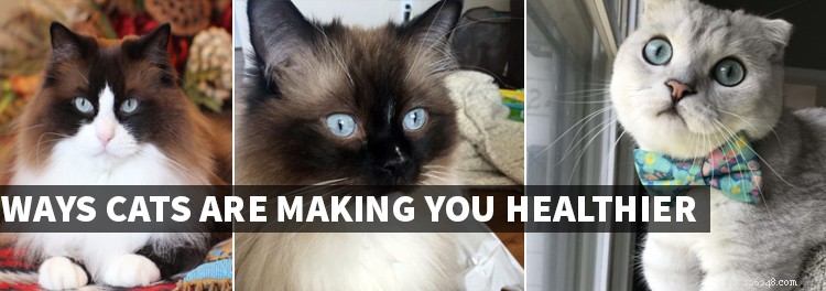 Manieren waarop katten u gezonder maken – de band tussen katten en mensen