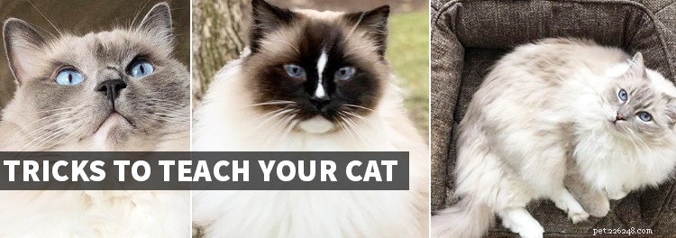Советы по обучению вашей кошки