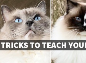 あなたの猫を教えるための秘訣 