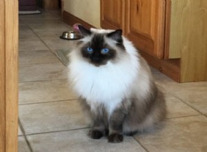 Emma – Ragdoll van de week