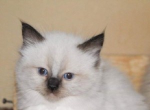 Dolly – Ragdoll van de week