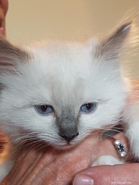 サーオリバー–今月のラグドール子猫 